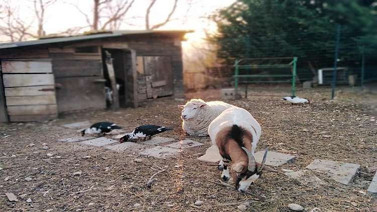 PACENTRO, IL BORGO DELLA MAJELLA, TRA NATURA E TRADIZIONE GASTRONOMICA